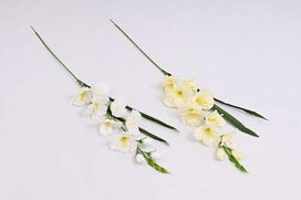 gladiol 76 cm