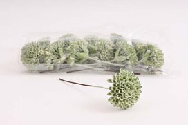 sedum zapichovačka 15 cm