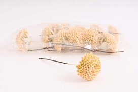 sedum zapichovačka 15 cm