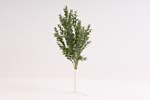 trs eukalyptus 51 cm