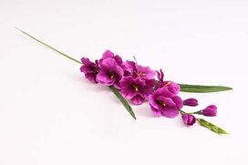 gladiol 76 cm