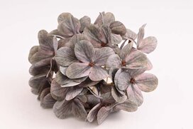hortenzia 14 cm