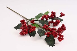 mahónia s bobuľami 40 cm