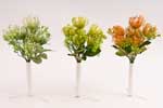 trs protea 30 cm