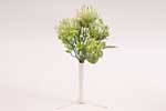 trs protea 30 cm