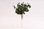 trs eukalyptus 46 cm