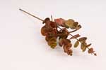 eukalyptus 59 cm
