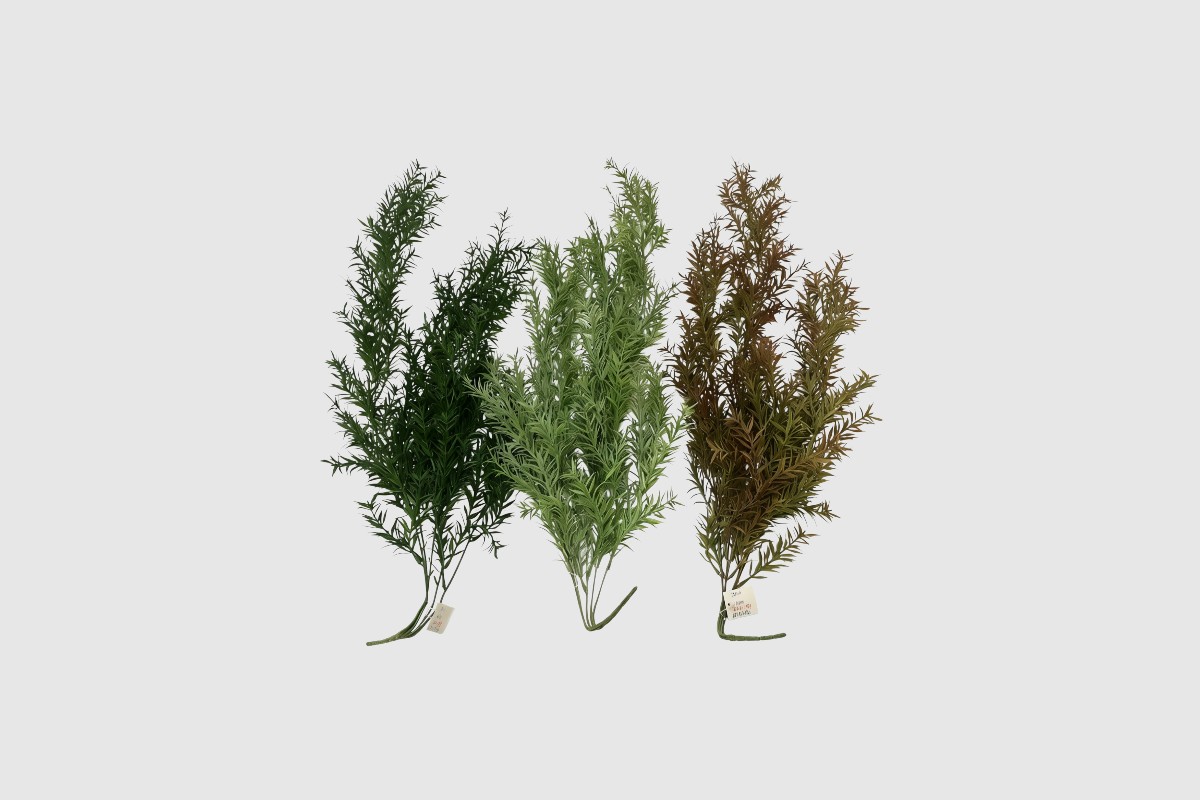 asparágus visiaci 85 cm asparágus visiaci 85 cm