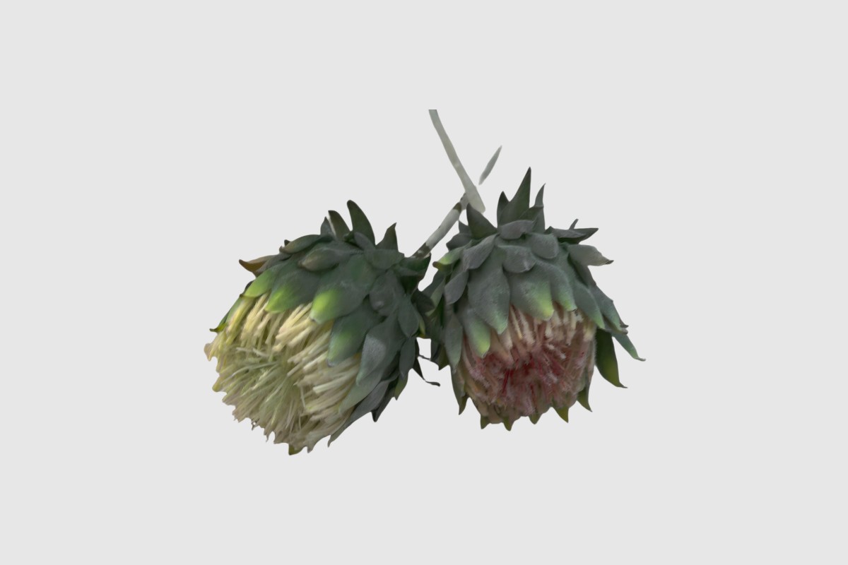 protea 63 cm protea 63 cm