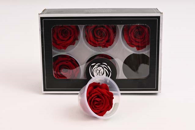 Stabilizované ruže Stabilizované ruže