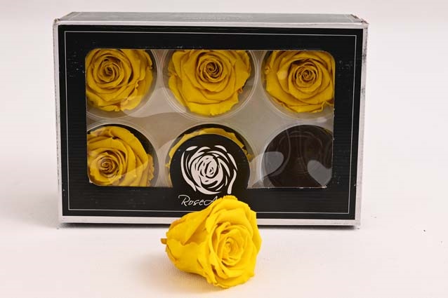 Stabilizované ruže