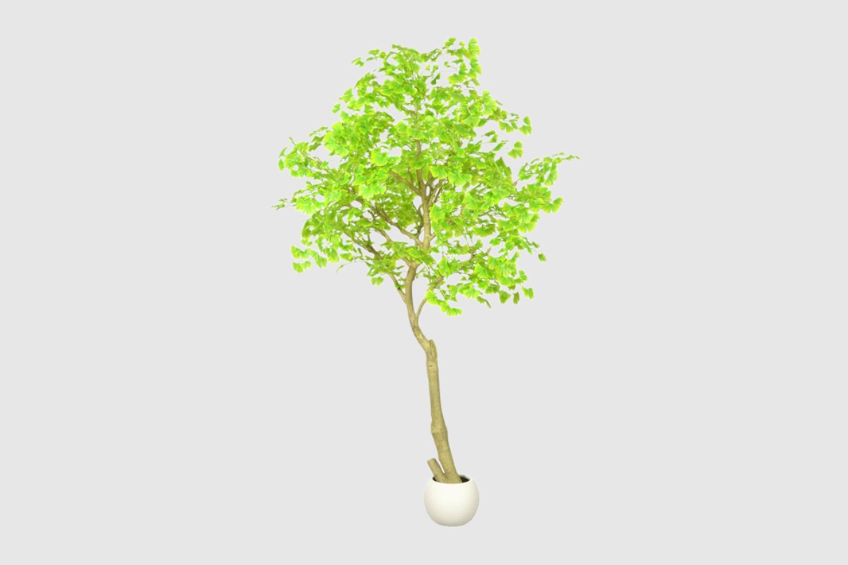 strom ginko 270 cm