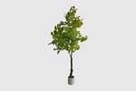 strom ginko 270 cm