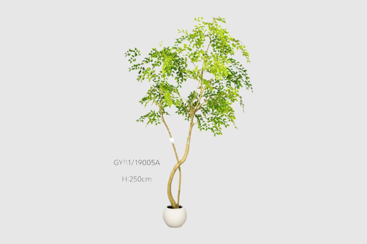 strom fikus 250 cm