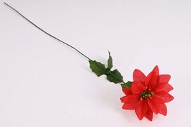 ruža vianočná 50 cm