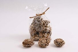 sušina kvety 8 cm
